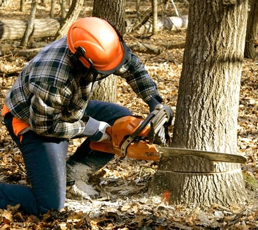 Tree Removal in Mount Jackson, VA